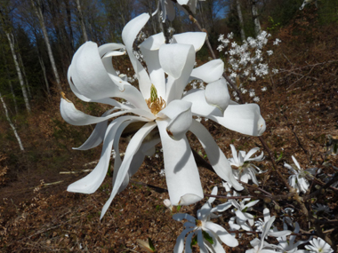 Fleurs blanches aux pétales étalées, mouillées par la pluie. Agrandir dans une nouvelle fenêtre (ou onglet)